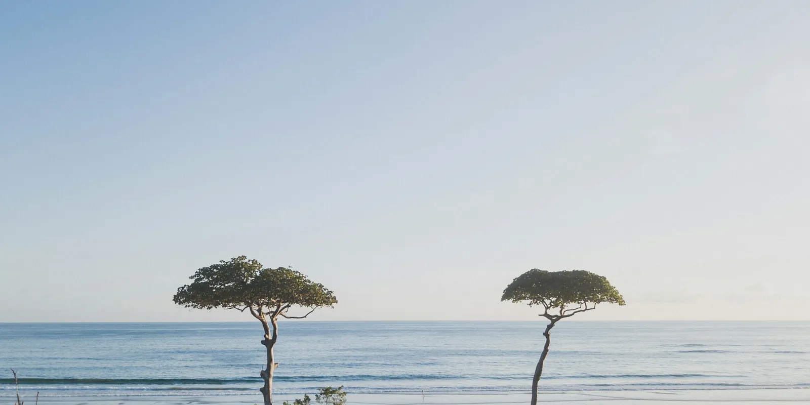 Two flat-crowned trees above coastal scrub, with a pale sea behind